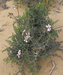 Pelargonium adriaanii