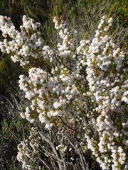 Erica formosa