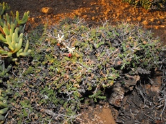 Pelargonium dasyphyllum