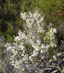 Erica formosa