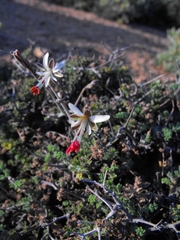 Pelargonium dasyphyllum
