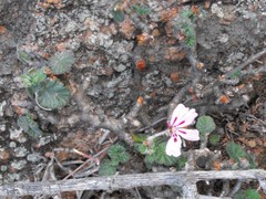 Pelargonium echinatum