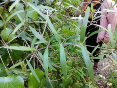 Parsonsia capsularis