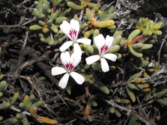 Pelargonium echinatum