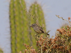 Anairetes flavirostris