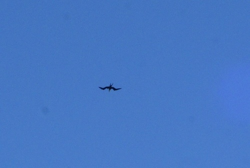 Aves observed 2021-07-13
