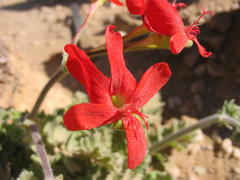 Pelargonium fulgidum