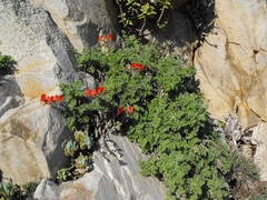 Pelargonium fulgidum