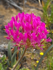 Pelargonium incrassatum
