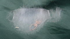 Cheiracanthium furculatum