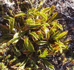 Aciphylla monroi