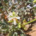 Pelargonium klinghardtense - Photo (c) pietermier, algunos derechos reservados (CC BY-NC)