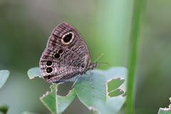 Ypthima lisandra