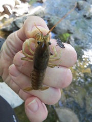 Faxonius rusticus × propinquus