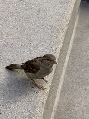 Passer domesticus