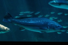 Argyrosomus