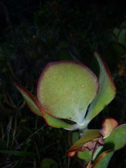 Cotyledon orbiculata orbiculata