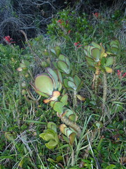 Cotyledon orbiculata orbiculata