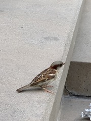 Passer domesticus
