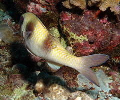 Parupeneus crassilabris