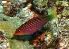 Pseudocheilinus hexataenia