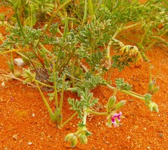 Pelargonium redactum