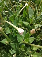 Acleisanthes longiflora