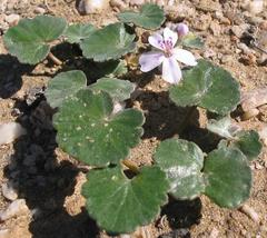 Pelargonium sibthorpiifolium