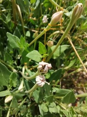 Acleisanthes longiflora