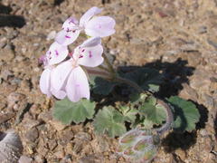 Pelargonium sibthorpiifolium