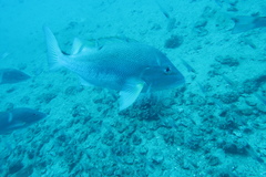 Lutjanus malabaricus