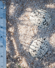 Charadrius marginatus marginatus