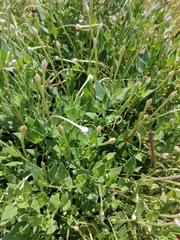 Acleisanthes longiflora