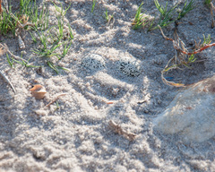 Charadrius marginatus marginatus