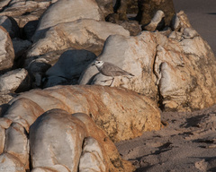 Charadrius marginatus marginatus