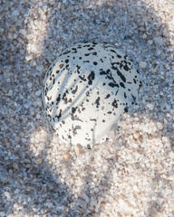 Charadrius marginatus marginatus