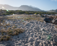 Charadrius marginatus marginatus