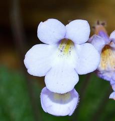 Streptocarpus meyeri