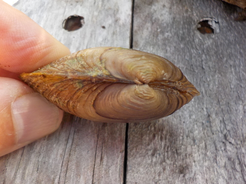 Newfoundland Floater