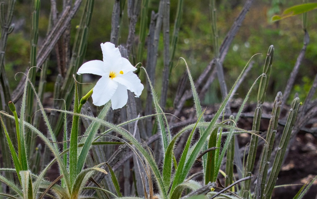 Vellozia hirsuta