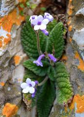 Streptocarpus meyeri