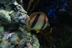 Chaetodon marleyi
