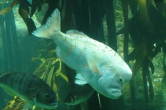 Chrysoblephus gibbiceps