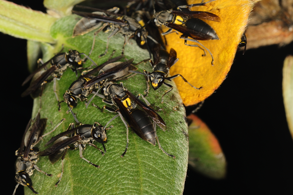 Polistes actaeon