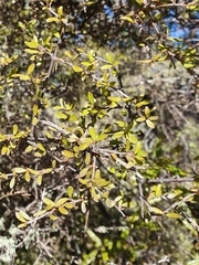 Coprosma rigida