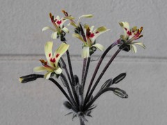Pelargonium moniliforme