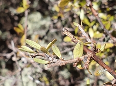 Coprosma rigida