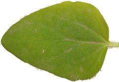 Pelargonium moniliforme