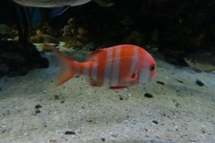 Chrysoblephus lophus