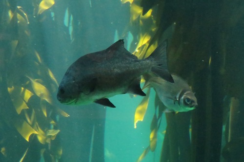 Dichistius capensis